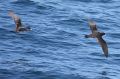 Pink-footed & Flesh-footed Shearwaters